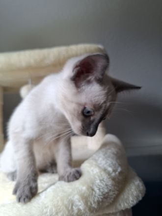 Wir verkaufen Siam Katze  Blue Point Kitten