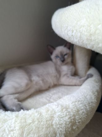Wir verkaufen Siam Katze Blue Point Kitten