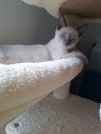 Wir verkaufen Siam Katze Blue Point Kitten