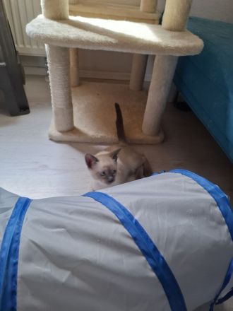 Wir verkaufen Siam Katze Blue Point Kitten