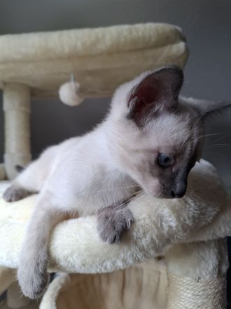 Wir verkaufen Siam Katze  Blue Point Kitten