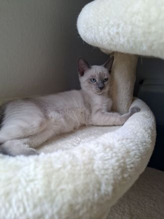 Wir verkaufen Siam Katze Blue Point Kitten