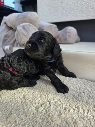 Labradoodle Welpen Mini