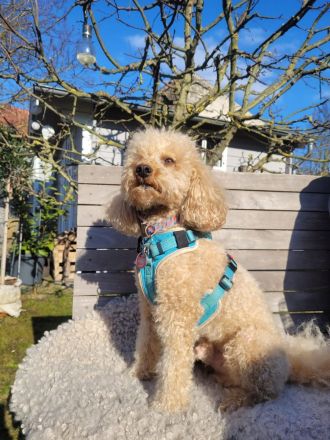 Labradoodle Welpen Mini