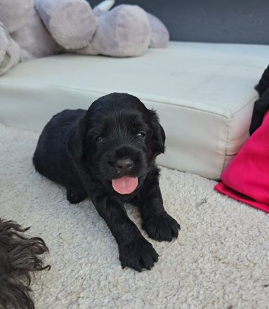 Labradoodle Welpen Mini
