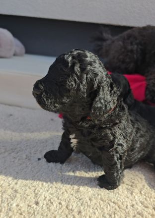 Labradoodle Welpen Mini