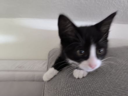 Kater sucht Neues Zuhause