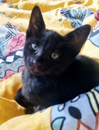 Wunderschöne OKH Katzenkinder