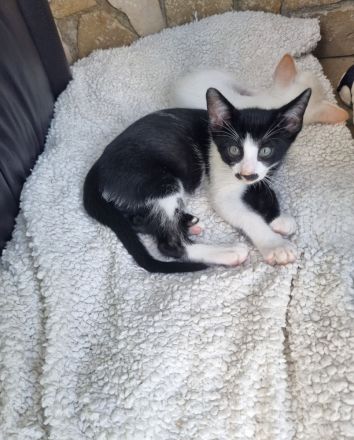 Wunderschöne OKH Katzenkinder