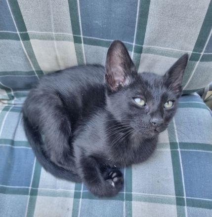 Wunderschöne OKH Katzenkinder