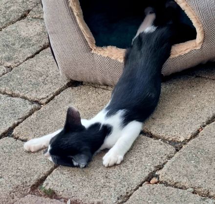 Wunderschöne OKH Katzenkinder