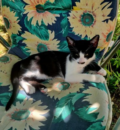 Wunderschöne OKH Katzenkinder