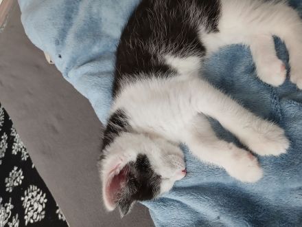 Babykatzen in guten händen abzugeben