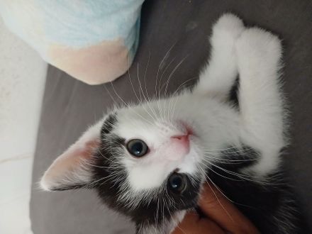 Babykatzen in guten händen abzugeben