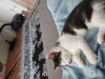 Babykatzen in guten händen abzugeben