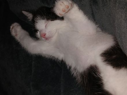 Babykatzen in guten händen abzugeben