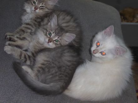 sibirische Katzenbabys mit Stammbaum