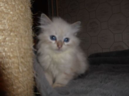 sibirische Katzenbabys mit Stammbaum