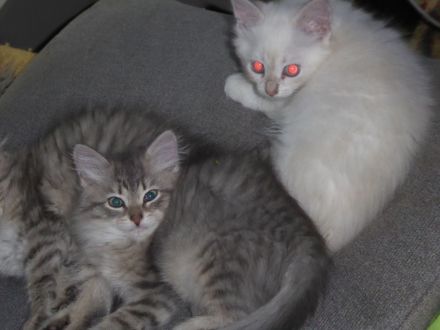 sibirische Katzenbabys mit Stammbaum