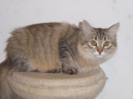 Sibirische Katzenbabys mit Stammbaum