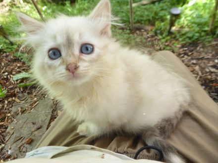 sibirische Katzenbabys mit Stammbaum
