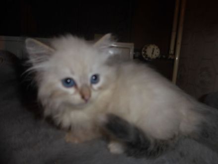 sibirische Katzenbabys mit Stammbaum