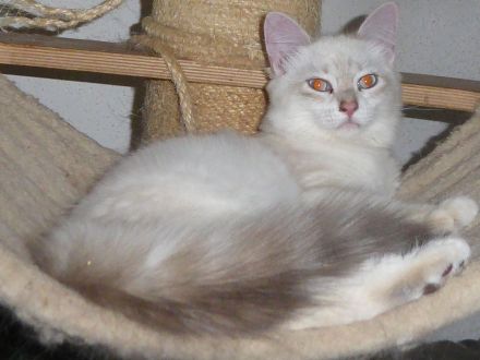 Sibirische Katzenbabys mit Stammbaum