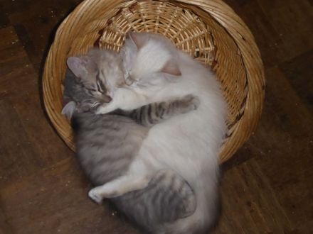 sibirische Katzenbabys mit Stammbaum