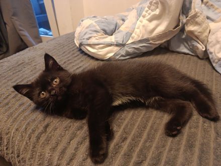 Bombay Mischlings Kätzchen abzugeben ein Kater