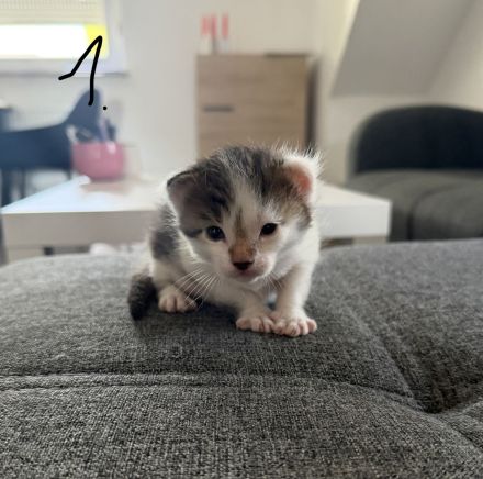 Maine Coon Mix Kitten