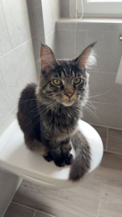Maine Coon Mix Kitten
