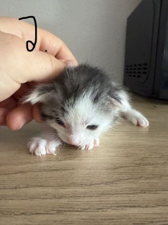 Maine Coon Mix Kitten