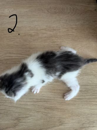 Maine Coon Mix Kitten