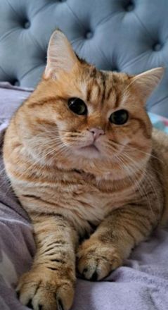 Deckkater, BKH, mit Stammbaum