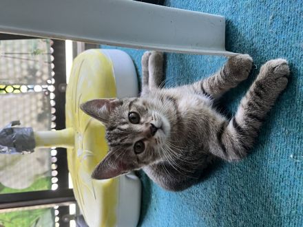 EKH & BKH Kitten abzugeben