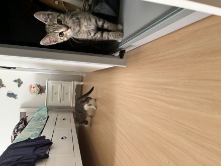 EKH & BKH Kitten abzugeben
