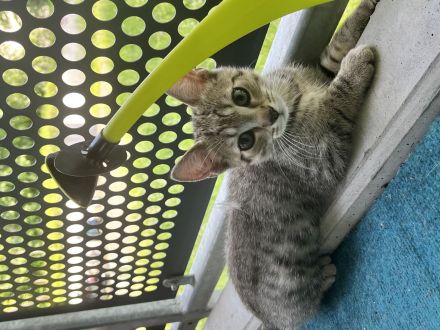 EKH & BKH Kitten abzugeben