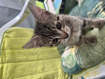 EKH & BKH Kitten abzugeben