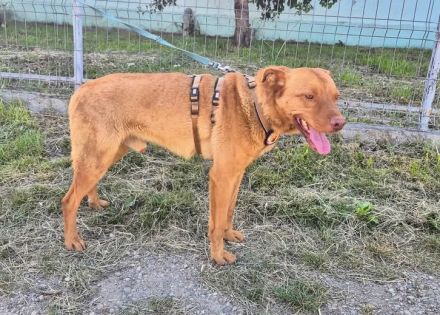 Sanfter und freundlicher Samuel sucht Zuhause
