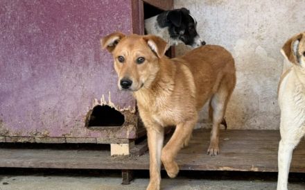 Schüchterner Rüde Romy sucht liebevolles Zuhause