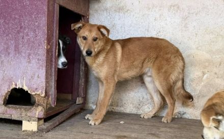 Schüchterner Rüde Romy sucht liebevolles Zuhause