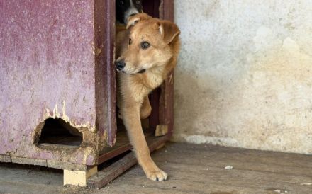 Schüchterner Rüde Romy sucht liebevolles Zuhause
