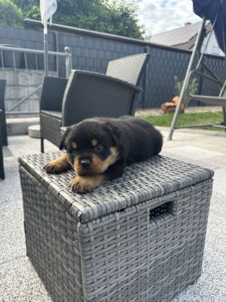 Rottweiler Welpen