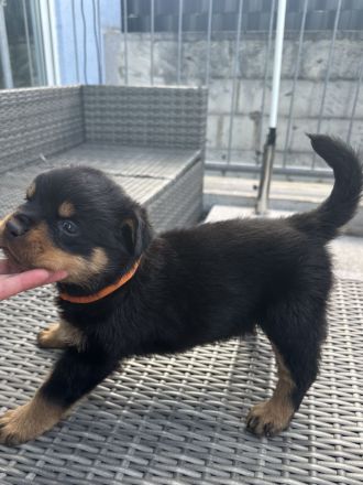 Rottweiler Welpen