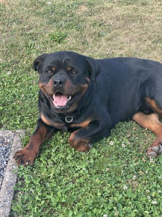 Rottweiler Welpen