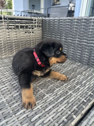 Rottweiler Welpen