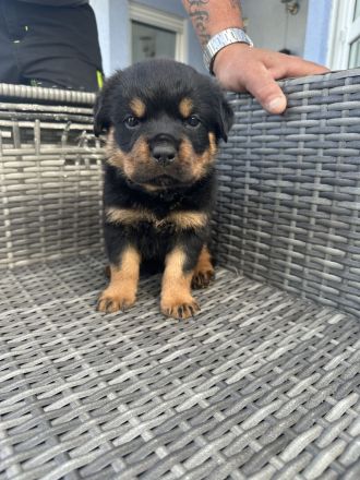 Rottweiler Welpen