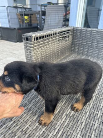 Rottweiler Welpen