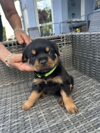 Rottweiler Welpen