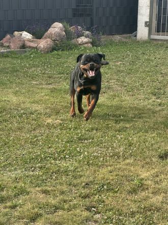 Rottweiler Welpen